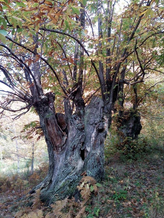 Casa Nel Bosco, Appennino Tosco Emiliano Appartement Camugnano Buitenkant foto
